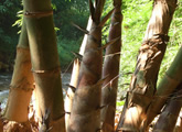 の画像 の画像